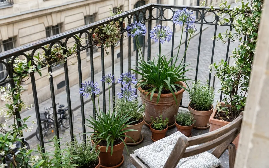 Agapanthe sur balcon : cultiver cette belle vivace bleue en pot