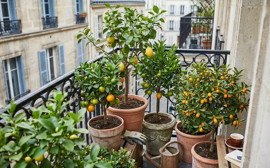 Agrumes en pot sur balcon : citronnier, oranger et kumquat en ville