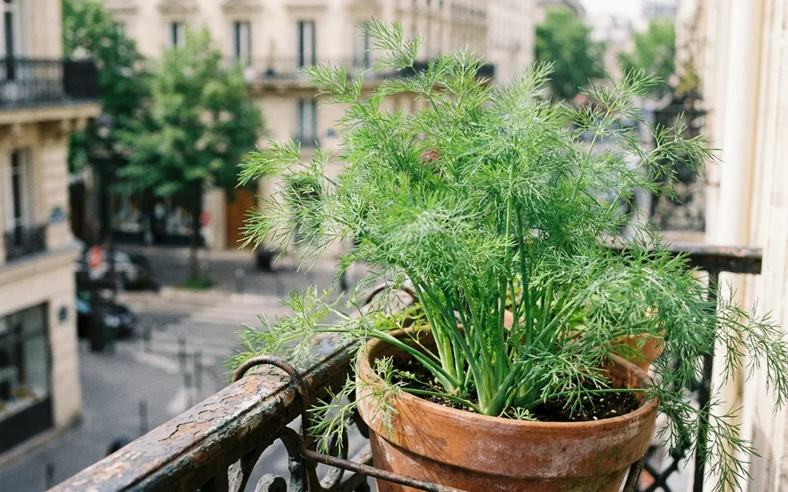 Aneth sur balcon : cultiver cette aromatique fine au goût anisé en pot