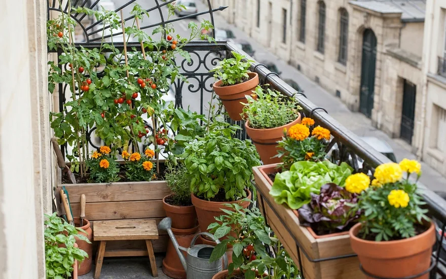 Associations de plantes au potager de balcon : quoi planter ensemble (et quoi éviter)