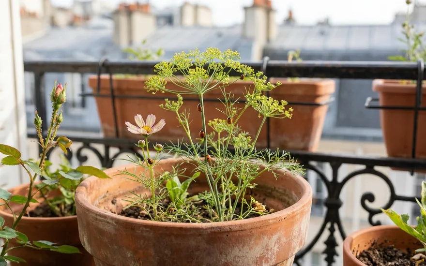 Attirer les coccinelles sur son balcon : un allié naturel contre les pucerons