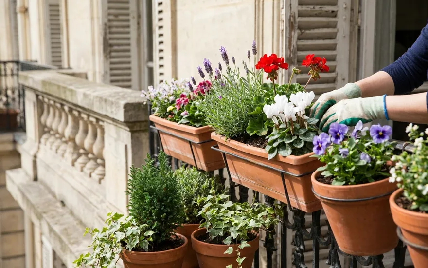 Avoir un balcon fleuri toute l'année : le guide des floraisons en continu