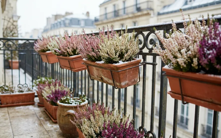Bruyère d'hiver sur balcon : de la couleur et de la verdure tout l'hiver