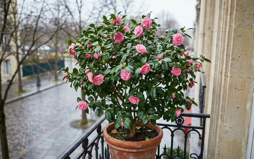 Camélia sur balcon : cultiver cet arbuste à floraison hivernale en pot