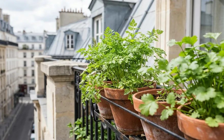 Cerfeuil et coriandre sur balcon : réussir ces aromatiques fines en pot