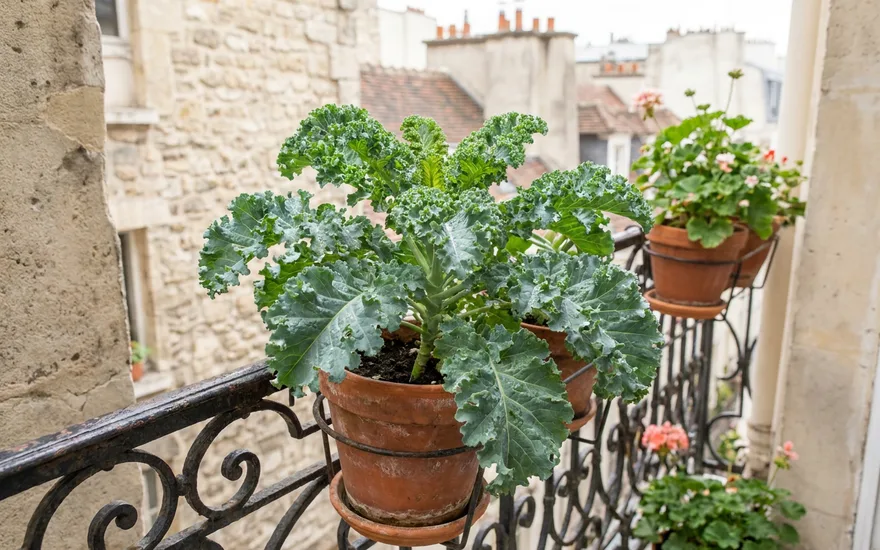 Chou kale sur balcon : cultiver ce légume-feuille tendance et rustique en pot