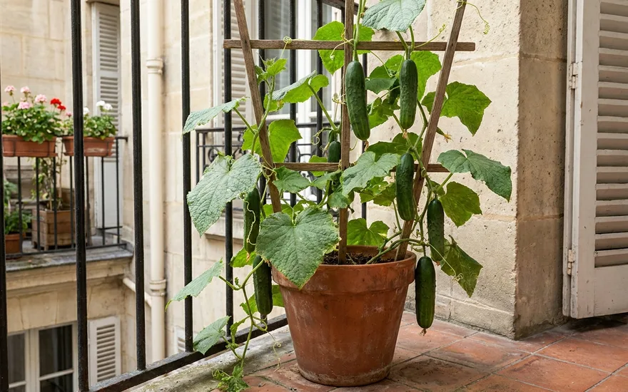 Concombre sur balcon : cultiver ce légume rafraîchissant en pot