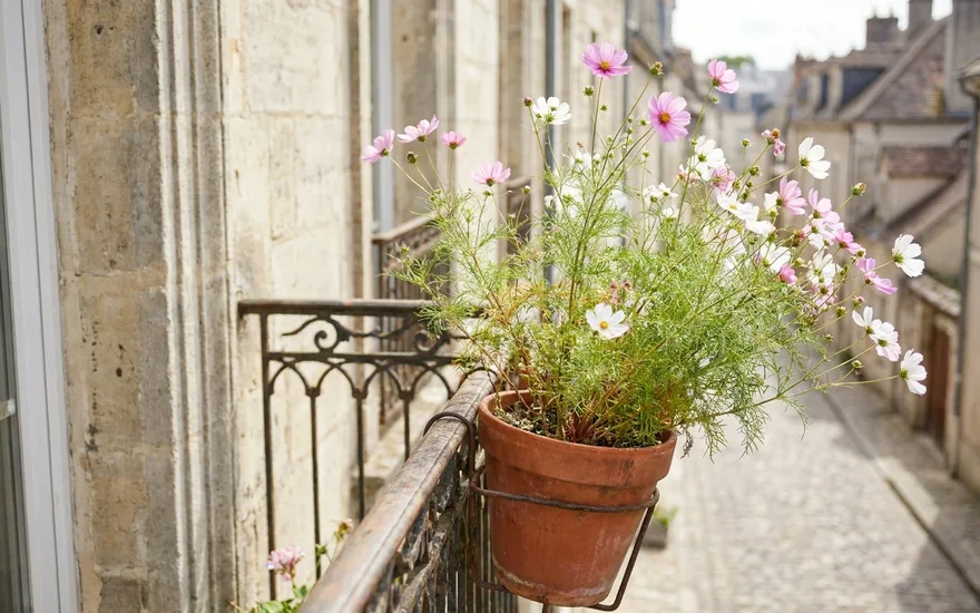 Cosmos sur balcon : une floraison aérienne et champêtre tout l'été