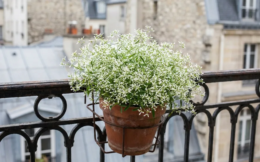 Euphorbe 'Diamant' sur balcon : un nuage de petites fleurs blanches tout l'été