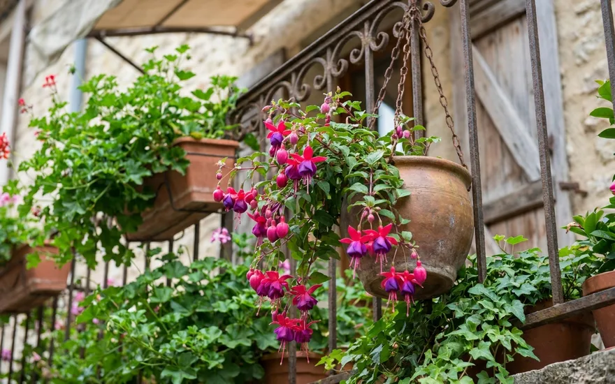 Fuchsia sur balcon : la plante fleurie idéale pour les coins ombragés