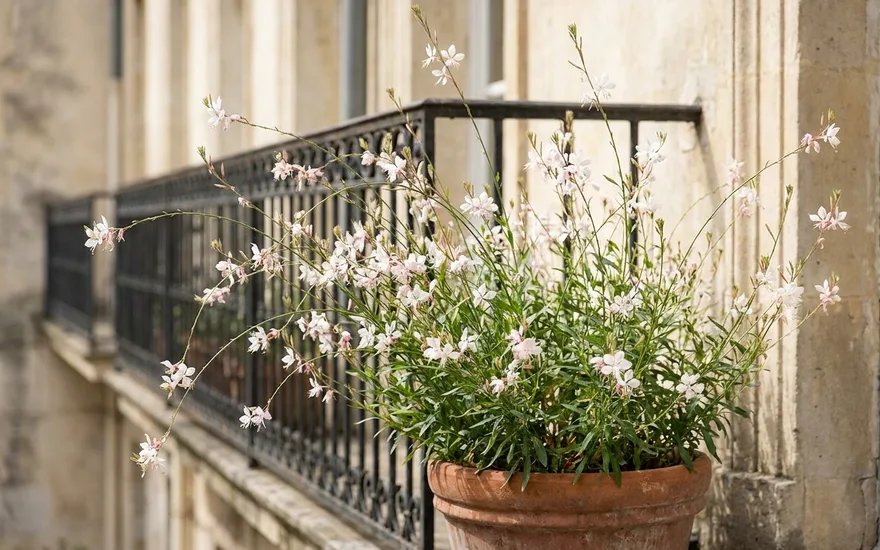 Gaura sur balcon : une vivace légère et florifère tout l'été