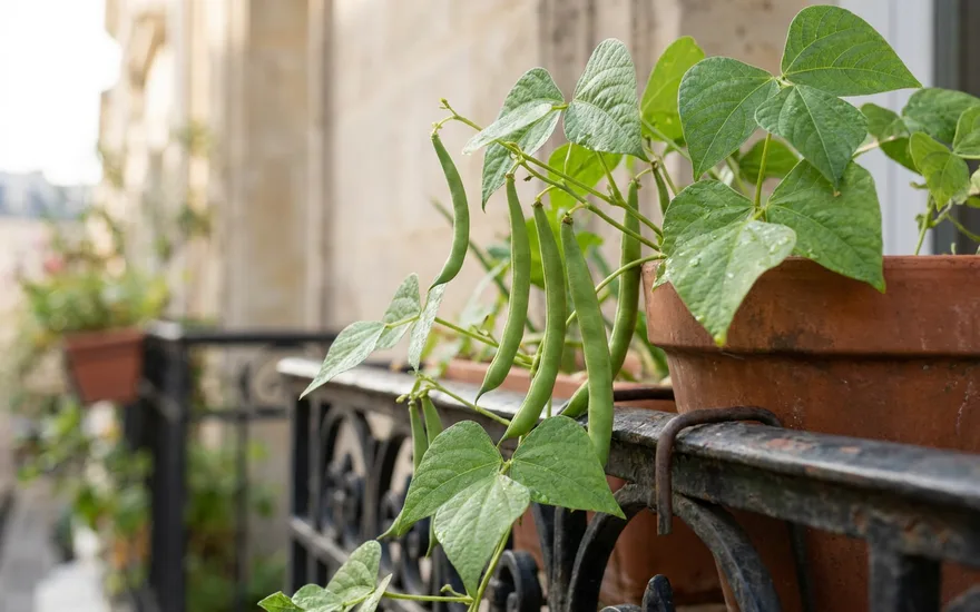 Haricots sur balcon : cultiver haricots nains et grimpants en pot