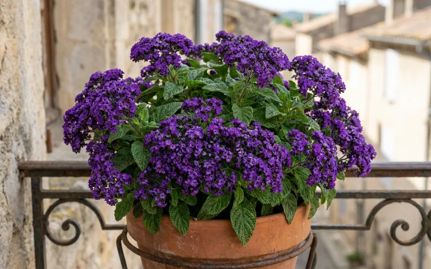 Héliotrope sur balcon : une fleur au parfum de vanille tout l'été