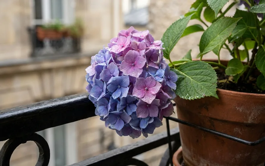 Hortensia sur balcon : cultiver cet arbuste fleuri en pot