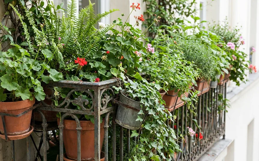 Jardin Balcon Plantes : Guide Complet pour Créer Votre Oasis Urbain en 2026