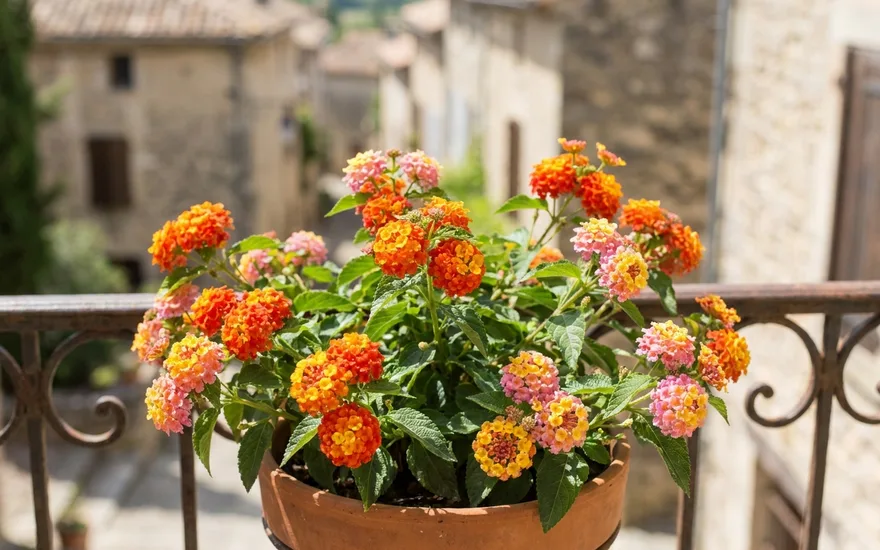 Lantana sur balcon : un arbuste fleuri multicolore et résistant à la chaleur