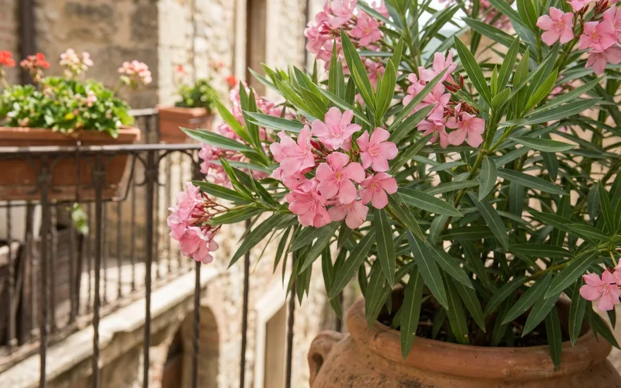 Laurier-rose sur balcon : réussir cet arbuste fleuri du Sud en pot