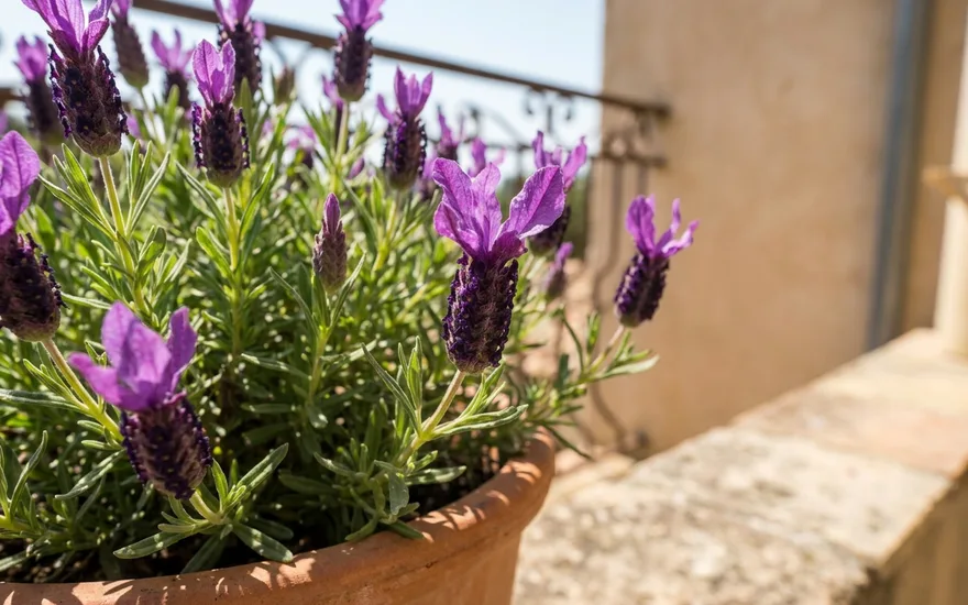Lavande papillon (stoechas) sur balcon : une lavande décorative aux fleurs à plumet
