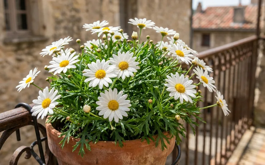 Marguerite sur balcon : des fleurs simples et lumineuses tout l'été