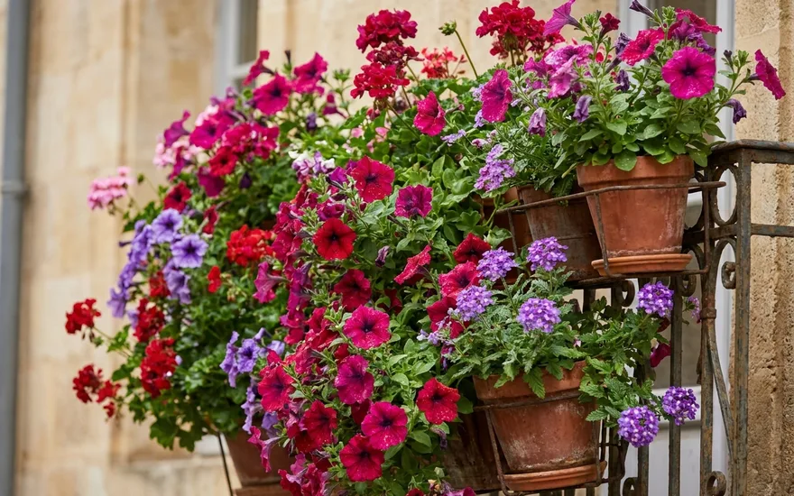 Meilleures fleurs balcon 2026 : notre guide complet pour transformer votre espace