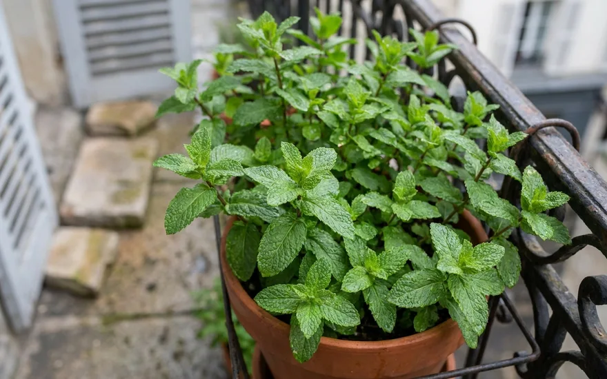 Menthe sur balcon : culture facile, récolte généreuse et comment la contenir