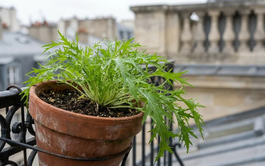 Mizuna sur balcon : une salade japonaise rapide au goût légèrement piquant