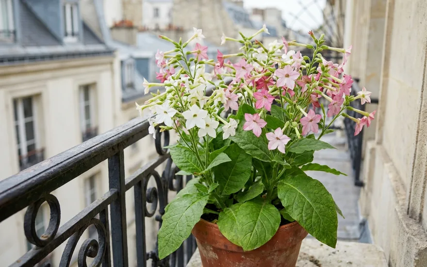 Tabac d'ornement (nicotiana) sur balcon : des fleurs parfumées le soir