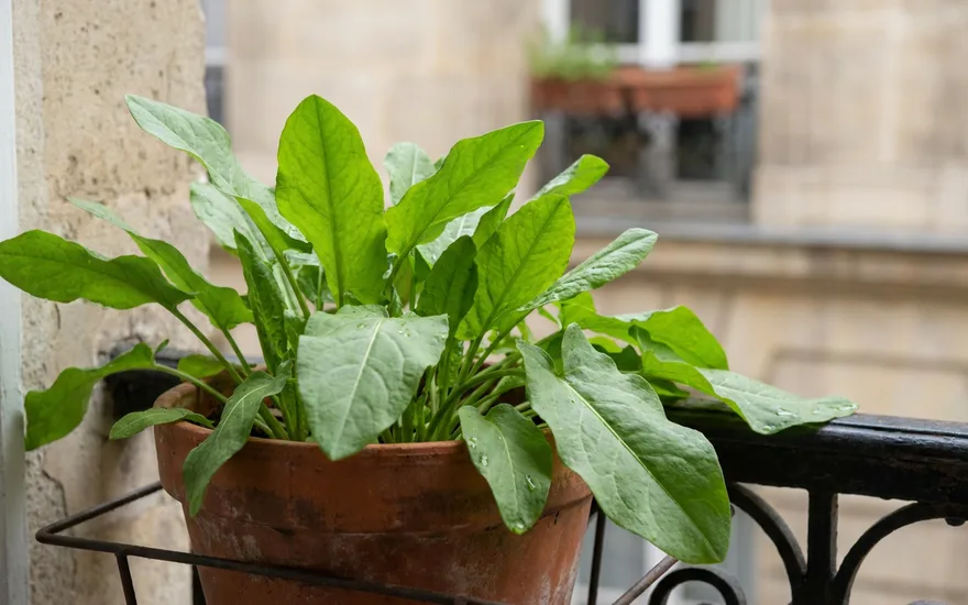 Oseille sur balcon : une vivace acidulée facile et increvable en pot