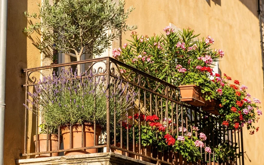 Plantes Balcon Plein Sud : Guide Complet et Sélection des Meilleures Jardinières en 2026