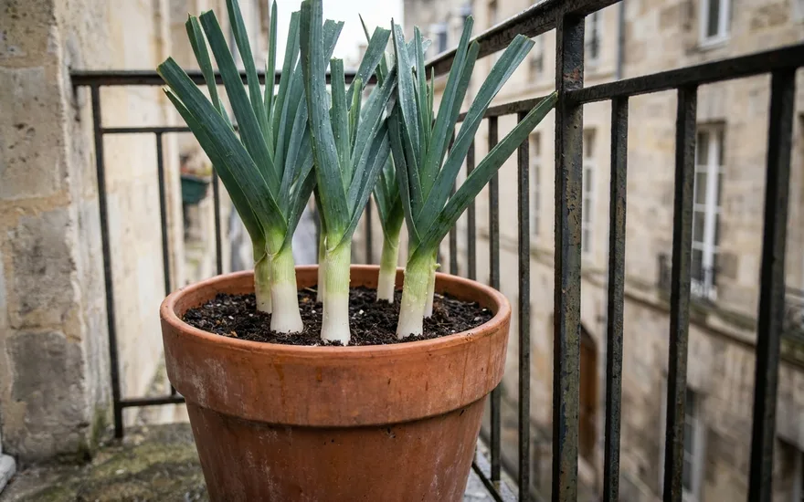 Poireau sur balcon : cultiver ce légume d'hiver en pot profond