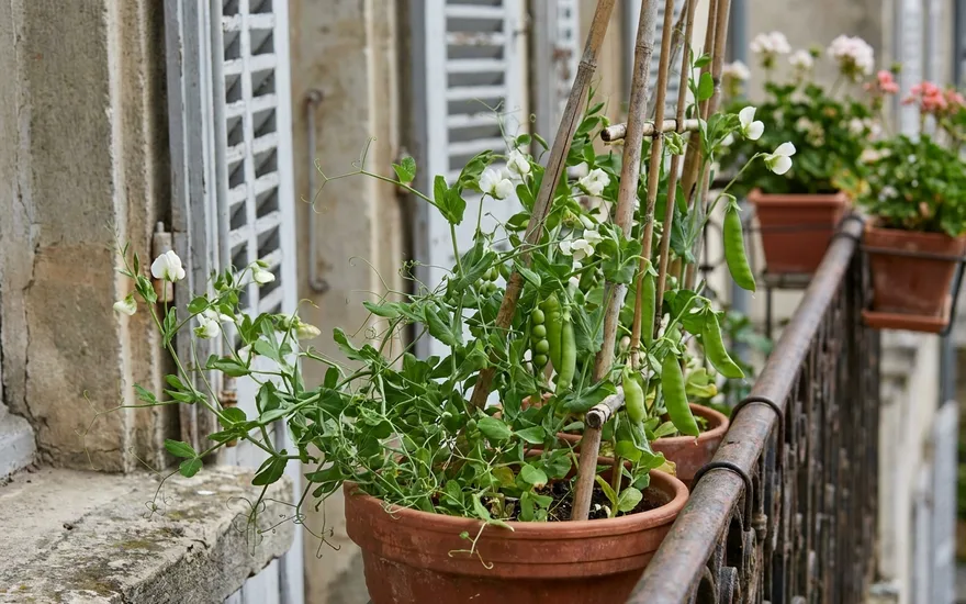 Petits pois sur balcon : cultiver pois et pois gourmands en pot
