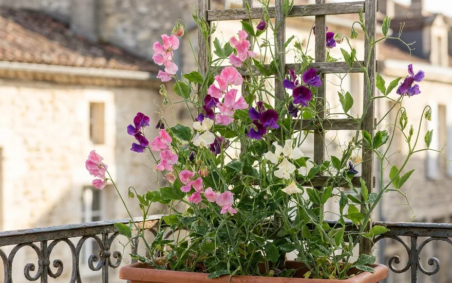 Pois de senteur sur balcon : une grimpante annuelle au parfum envoûtant