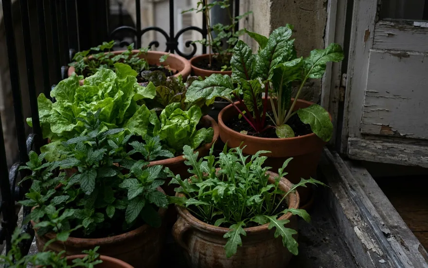 Potager balcon ombre : Guide complet pour cultiver des légumes sans soleil en 2026