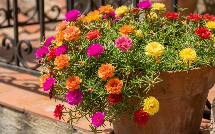Pourpier à grandes fleurs sur balcon : un tapis coloré increvable au plein soleil