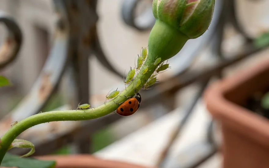 Pucerons sur le balcon : reconnaître et traiter naturellement