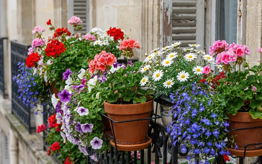 Quelle fleur balcon choisir ? Guide complet pour fleurir votre espace en 2026
