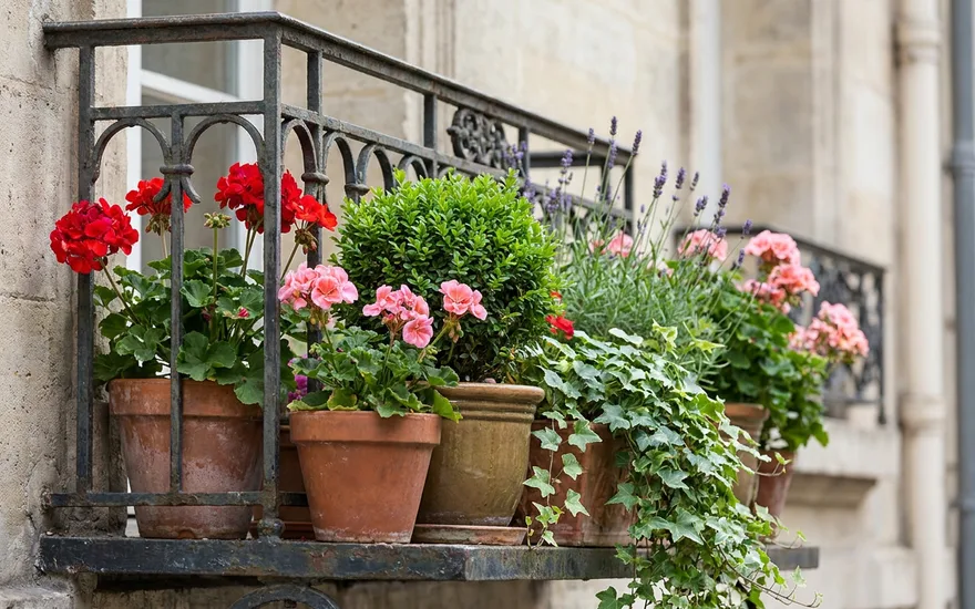 Quelles Plantes de Balcon Choisir en 2026 ? Guide Complet et Comparatif