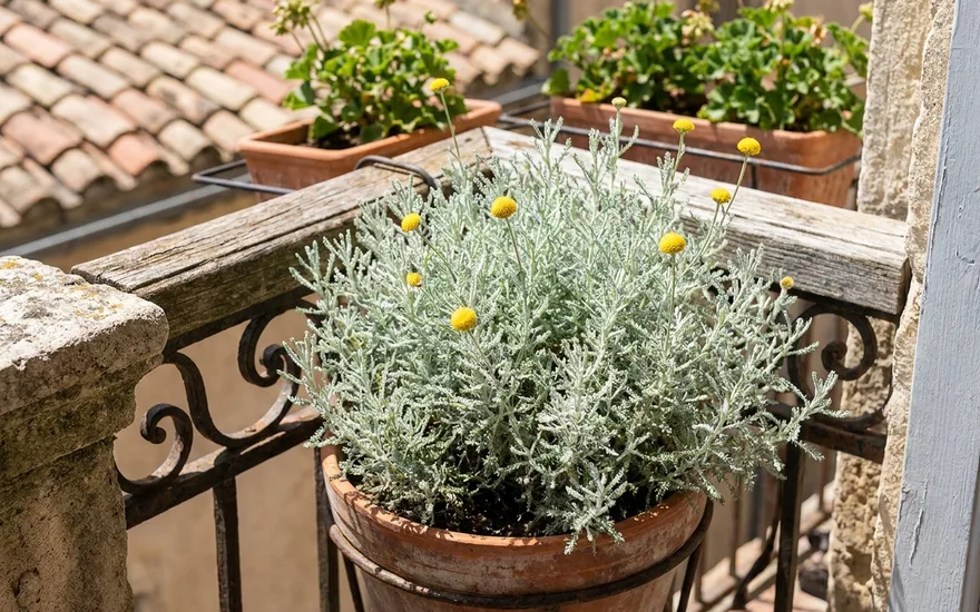 Santoline sur balcon : un petit buisson argenté increvable au plein soleil