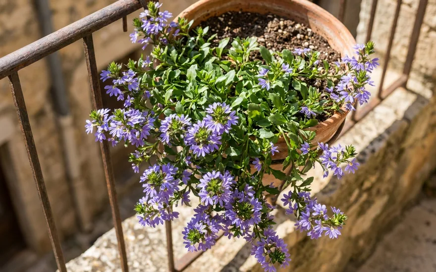 Scaevola sur balcon : des fleurs en éventail bleu-mauve, increvables au soleil
