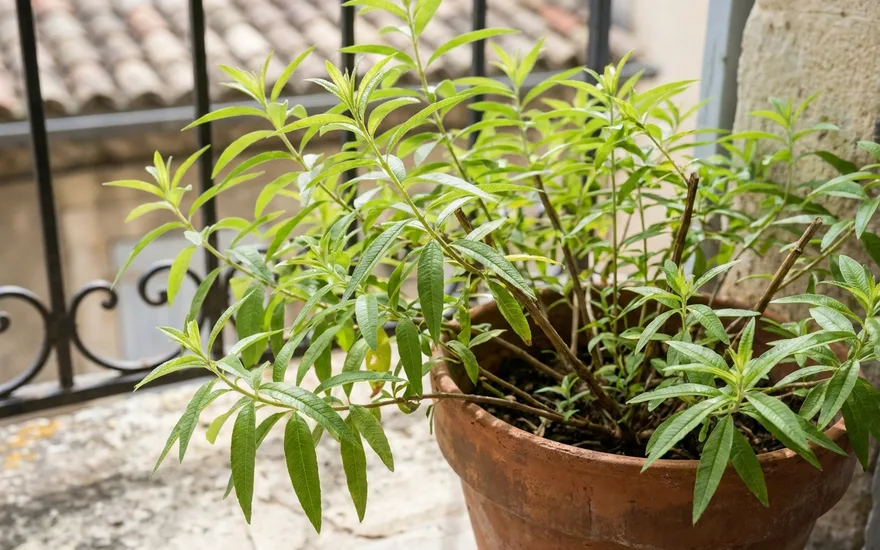 Verveine citronnelle sur balcon : cultiver cette aromatique parfumée en pot