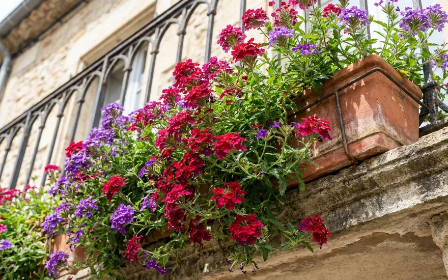 Verveine retombante sur balcon : une cascade fleurie colorée tout l'été