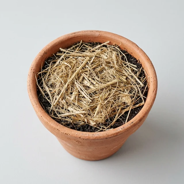 Illustration (potager)